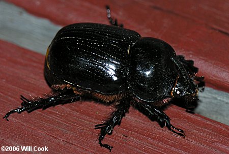 Rhinoceros Beetle (Xyloryctes jamaciensis)
