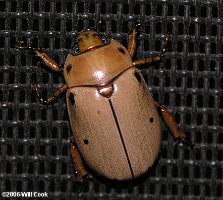 Grapevine Beetle (Pelidnota punctata)