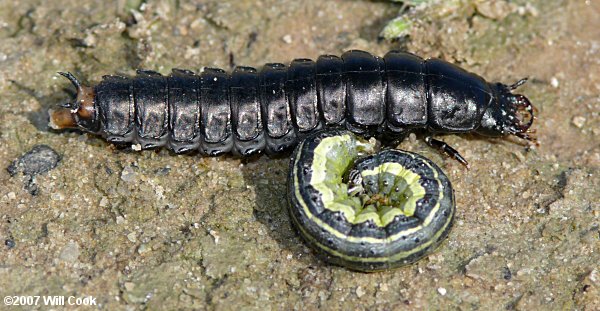 Black Caterpillar Hunter (Calosoma sayi) larva