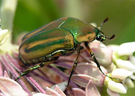 Green June Beetle (Cotinis nitida)