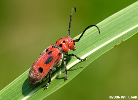 Red Milkweed Beetle (Tetraopes tetraophthalmus)