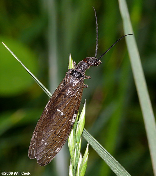 Dark Fishfly (Nigronia serricornis)