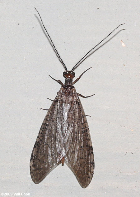 Gray Fishfly (Neohermes angusticollis)