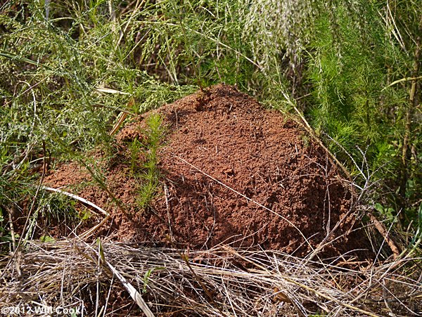 Red Imported Fire Ants (Solenopsis invicta) mound