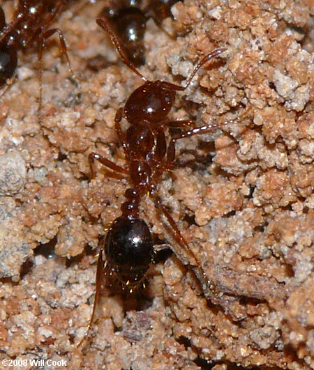 Red Imported Fire Ants (Solenopsis invicta)