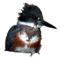 Belted Kingfisher