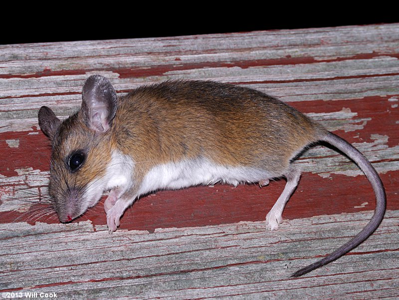White-footed Mouse (Peromyscus leucopus)