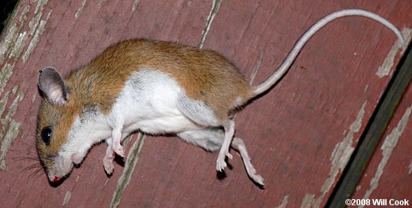 Golden Mouse (Ochrotomys nuttalli)