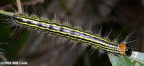 Datana drexelii - Drexel's Datana caterpillar