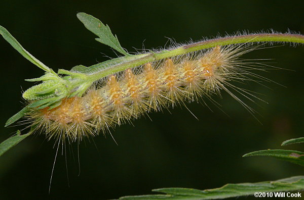 Virginian Tiger Moth/Yellow Bear (Spilosoma virginica)