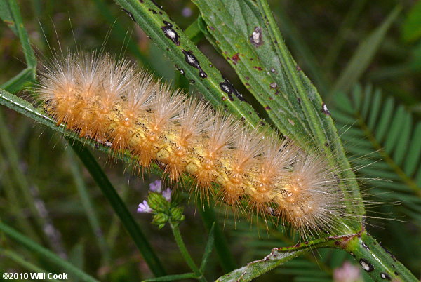 Virginian Tiger Moth/Yellow Bear (Spilosoma virginica)