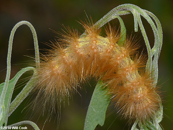 Virginian Tiger Moth/Yellow Bear (Spilosoma virginica)