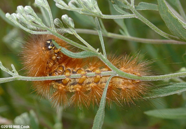 Virginian Tiger Moth/Yellow Bear (Spilosoma virginica)