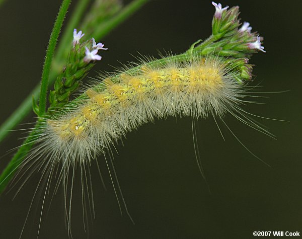 Virginian Tiger Moth/Yellow Bear (Spilosoma virginica)