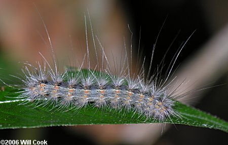 Hyphantria cunea - Fall Webworm Moth
