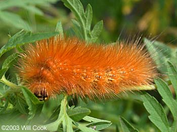 Virginian Tiger Moth/Yellow Bear (Spilosoma virginica)