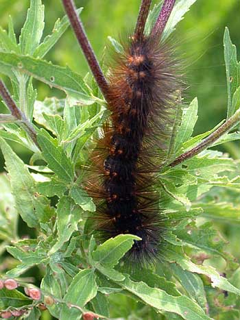 Virginian Tiger Moth/Yellow Bear (Spilosoma virginica)