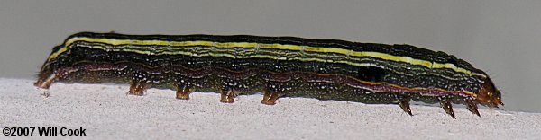 Spodoptera ornithogalli - Yellow-striped Armyworm