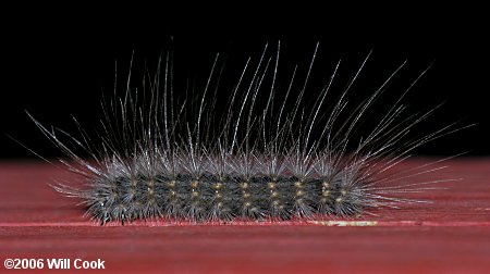 Virginian Tiger Moth/Yellow Bear (Spilosoma virginica)