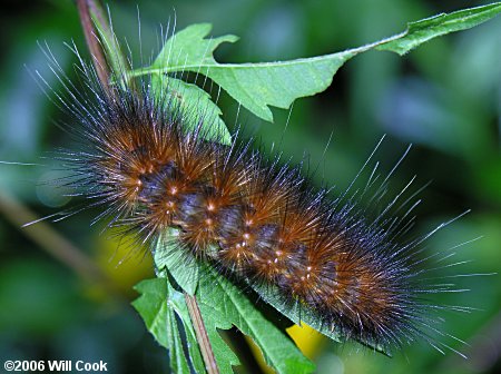 Virginian Tiger Moth/Yellow Bear (Spilosoma virginica)