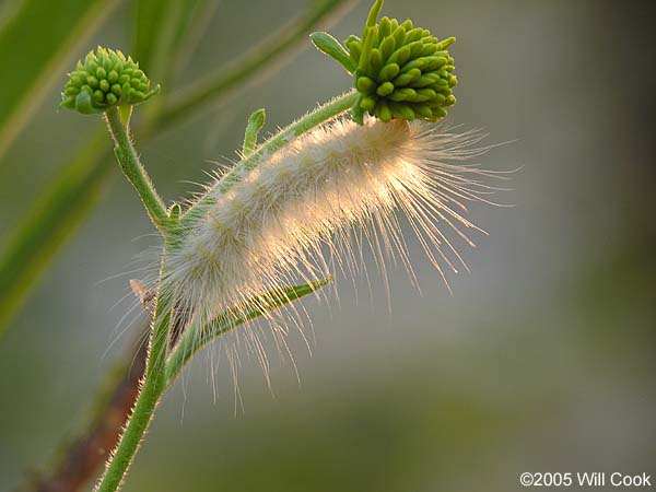 Virginian Tiger Moth/Yellow Bear (Spilosoma virginica)