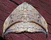 Drepanidae - Hooktip & False Owlet Moths
