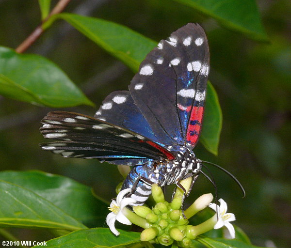 Faithful Beauty Moth (Composia fidelissima)