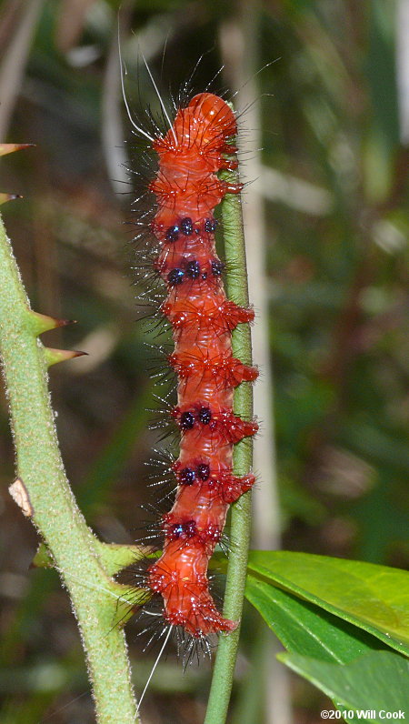 Faithful Beauty caterpillar (Composia fidelissima)