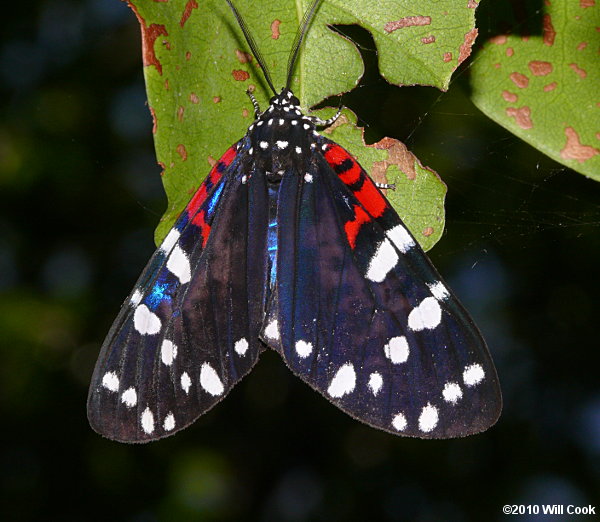 Faithful Beauty Moth (Composia fidelissima)