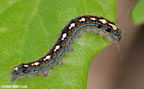 Forest Tent Caterpillar (Malacosoma disstria)