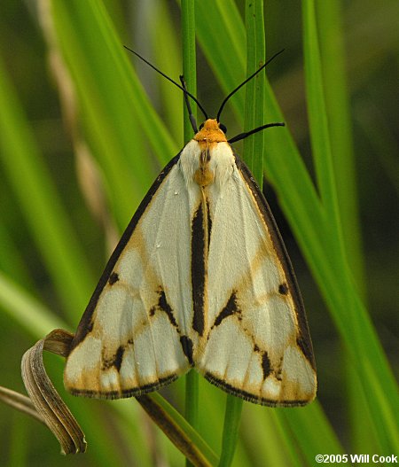 Haploa colona - Colona Moth