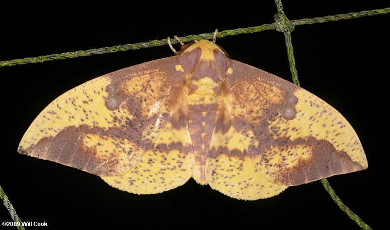 Imperial Moth (Eacles imperialis)