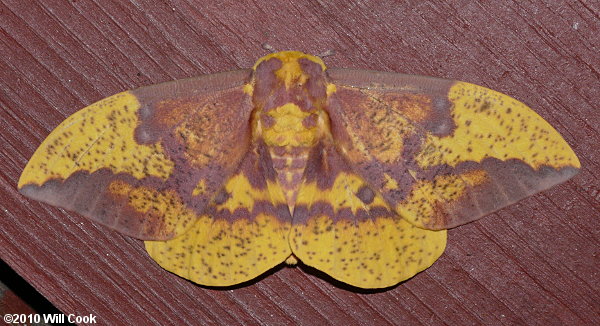 Imperial Moth (Eacles imperialis)