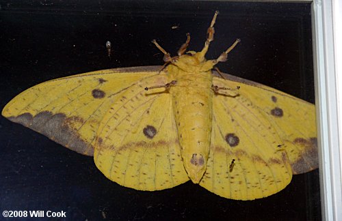 Imperial Moth (Eacles imperialis)