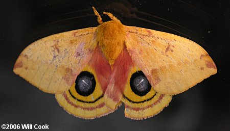 Automeris io - Io Moth