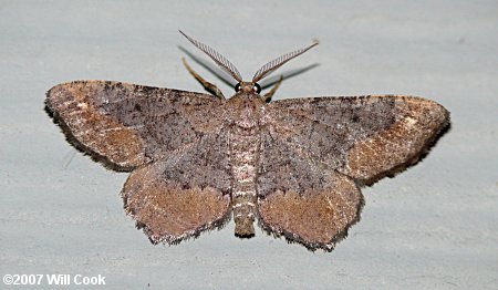 Hypagyrtis unipunctata - One-spotted Variant