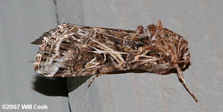 Spodoptera ornithogalli - Yellow-striped Armyworm