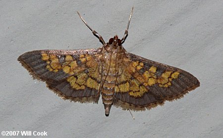 Diacme adipaloides - Darker Diacme Moth