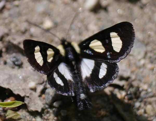 Alypia octomaculata - Eight-spotted Forester