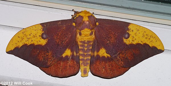 Imperial Moth (Eacles imperialis)