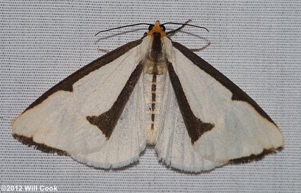 Haploa lecontei - Leconte's Haploa Moth