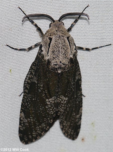 Prionoxystus robiniae - Carpenterworm Moth