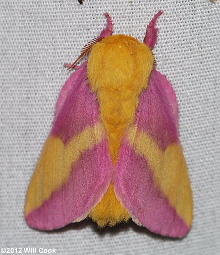 Rosy Maple Moth (Dryocampa rubicunda)