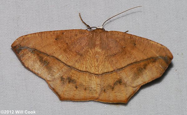 Prochoerodes lineola - Large Maple Spanworm