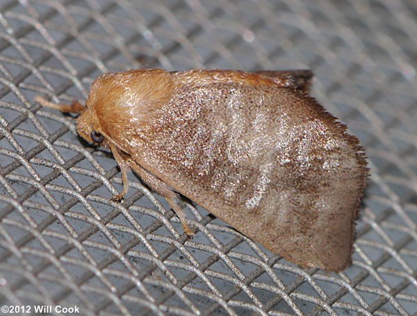 Isa textula - Crowned Slug Moth