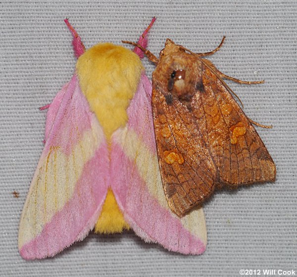 Amphipoea americana - American Ear Moth