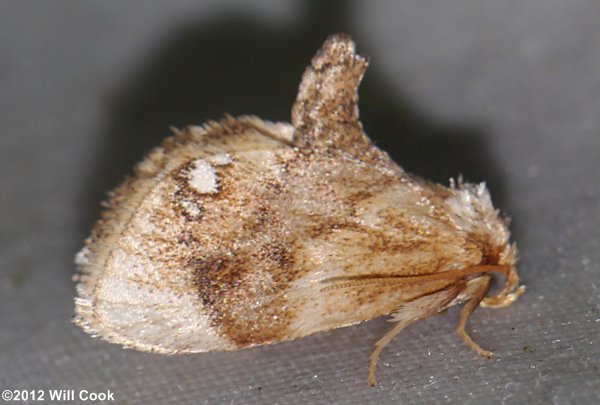Packardia geminata - Jeweled Tailed Slug Moth