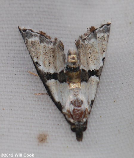Nigetia formosalis - Thin-winged Owlet Moth