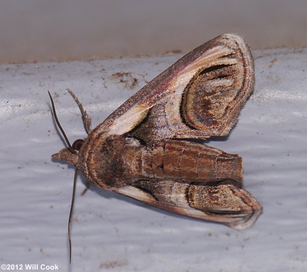 Paectes oculatrix - Eyed Paectes