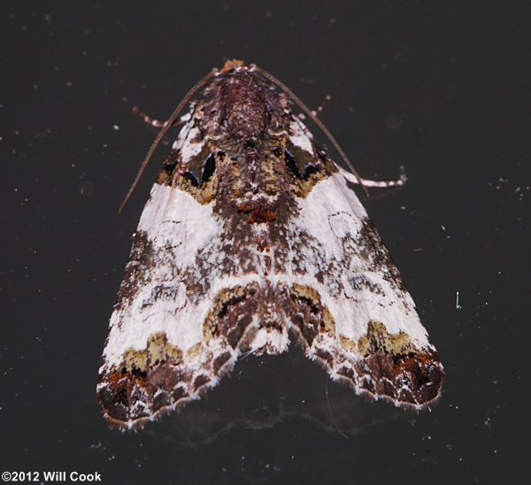 Cerma cerintha - Tufted Bird Dropping Moth